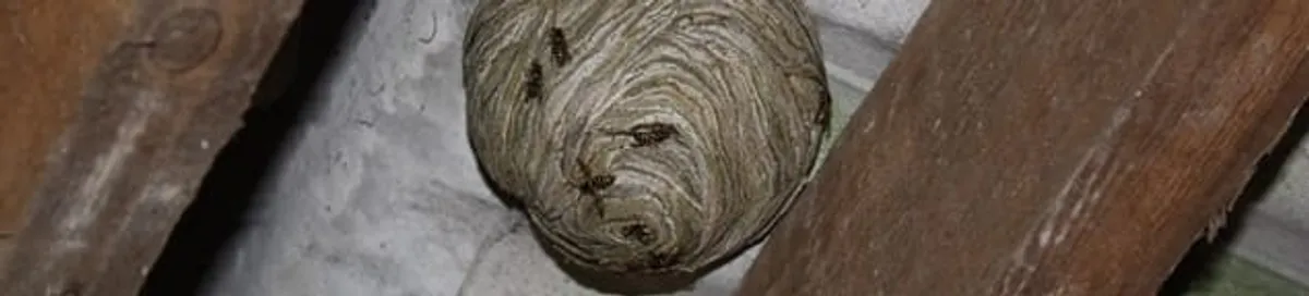 Wasp nest in an attic space, a common home infestation risk in Little Rock, AR