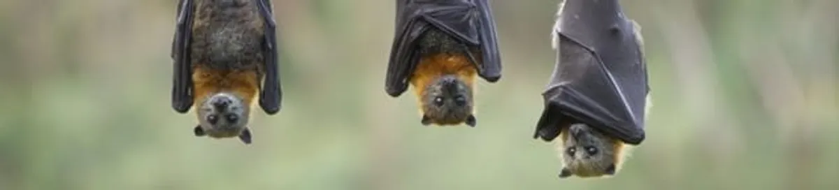 Bats roosting together, a common sign of a bat infestation in Little Rock, AR