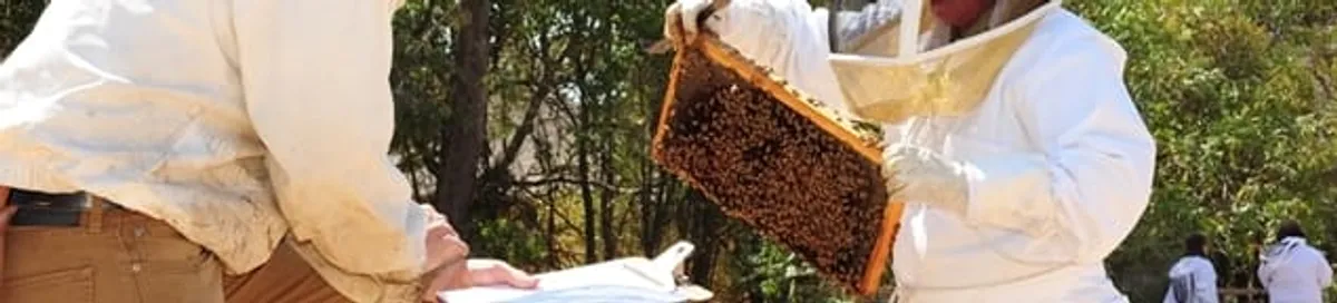 Bee removal specialists relocating a hive and honeycomb safely in Little Rock, AR