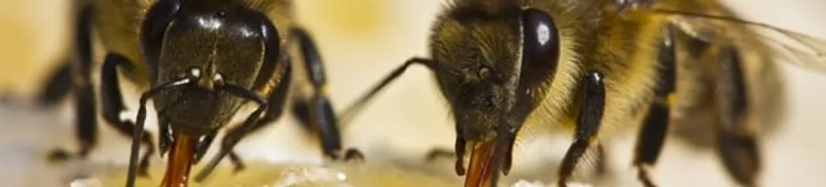 Close-up of honey bees, a sign of a nearby hive in Little Rock, AR