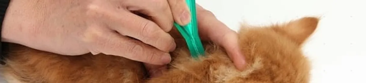Flea treatment for pets using a flea comb, a sign of flea problems in Little Rock, AR