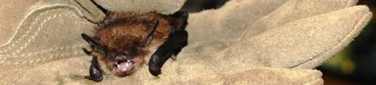 Bat removal specialist holding a bat safely during humane exclusion in Little Rock, AR
