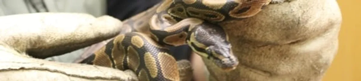 Snake removal specialist safely handling a snake with protective gloves in Little Rock, AR