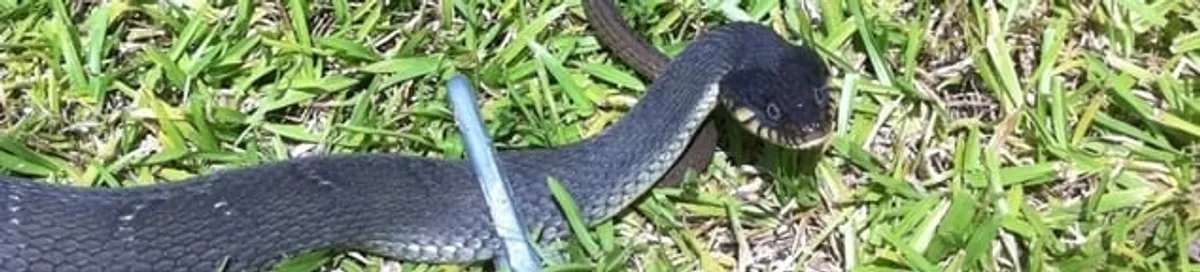 Snake in a yard, a common sign of a snake problem near a home in Little Rock, AR