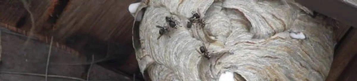 Close-up of a wasp nest with active wasps, a sign of an infestation in Little Rock, AR